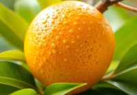 Jocote – zdrowotne właściwości i wartości odżywcze tego owocu