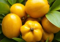 Langsat – egzotyczny owoc pełen zdrowotnych właściwości Langsat – egzotyczny owoc pełen zdrowotnych właściwości