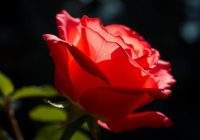 Róża – co warto wiedzieć o chorobie zakaźnej i jej leczeniu? Róża – co warto wiedzieć o chorobie zakaźnej i jej leczeniu?