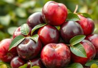 Śliwki – odkryj ich zdrowotne właściwości i wpływ na dietę Śliwki – odkryj ich zdrowotne właściwości i wpływ na dietę