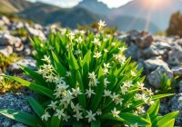 Czosnek skalny – właściwości, uprawa i zastosowanie w ogrodach Czosnek skalny – właściwości, uprawa i zastosowanie w ogrodach