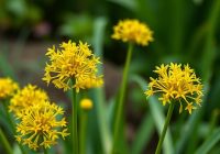 Czosnek żółty – właściwości zdrowotne i zastosowanie w diecie