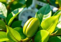 Zielona kawa na odchudzanie – właściwości, efekty i zalecenia